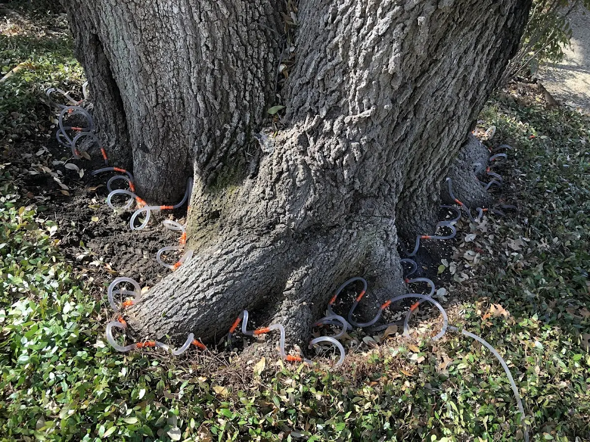 Detailed Tree Cabling and Bracing job site in Hopkins Park