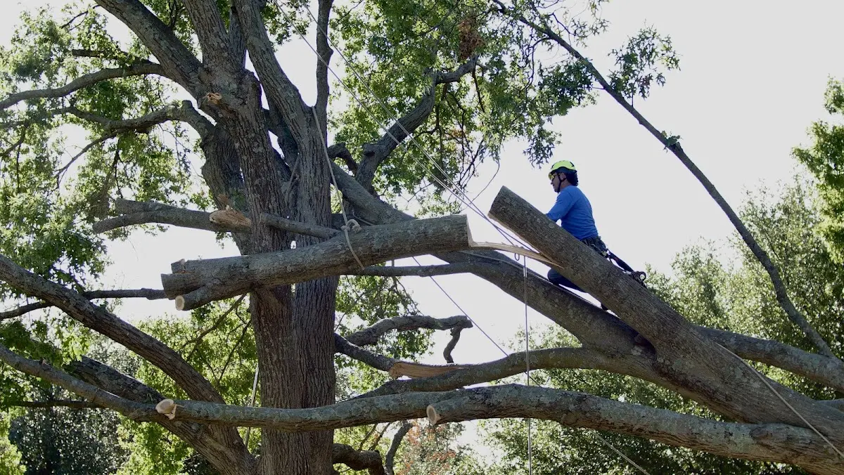 Professional Crown Thinning performed by certified arborists in Hopkins Park