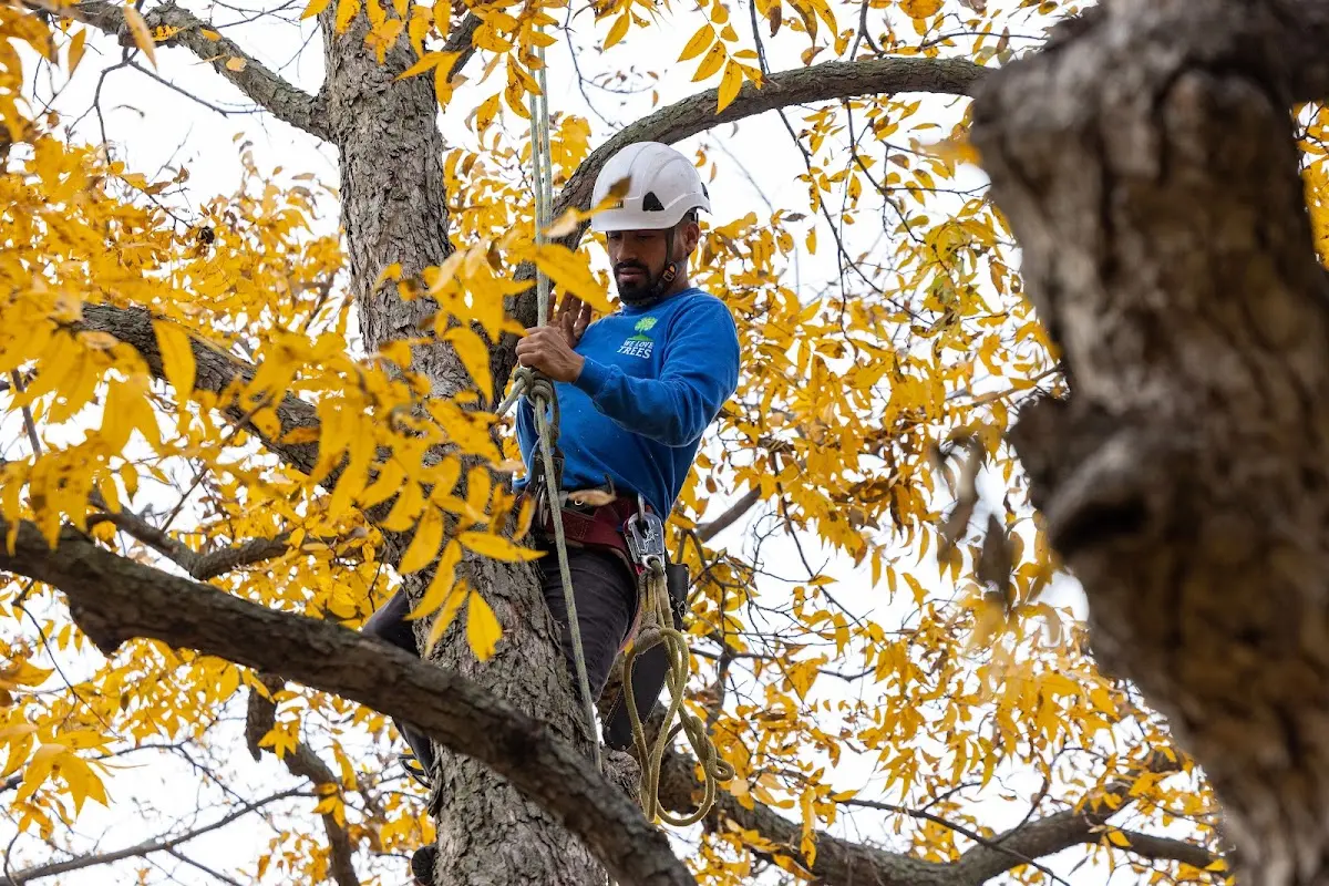 Skilled Tree Pruning crew working in Hopkins Park